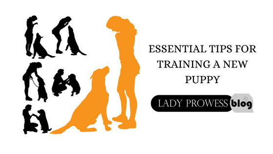 Essential Tips for Training a New Puppy